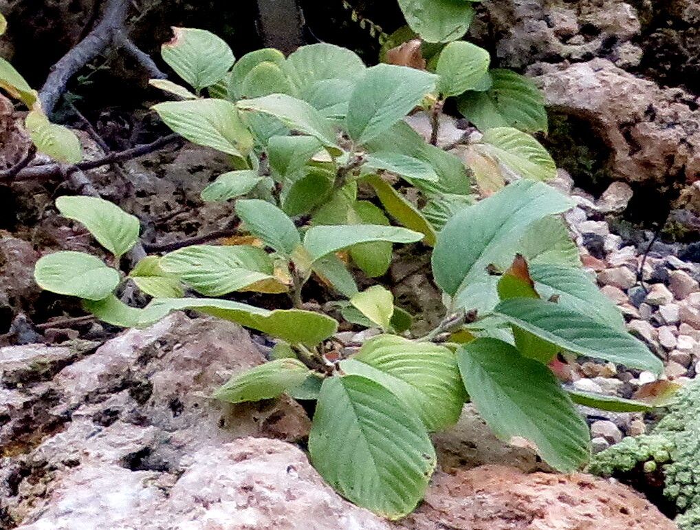 Rhamnus sibthorpiana — search result for 'Rhamnus'