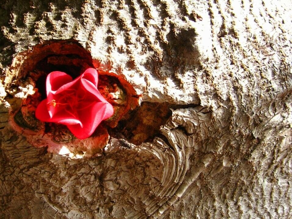 Dombeya cacuminum bark