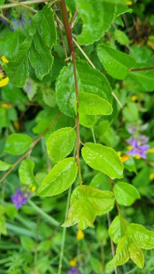 Melampyrum nemorosum — clay tolerant houseplant