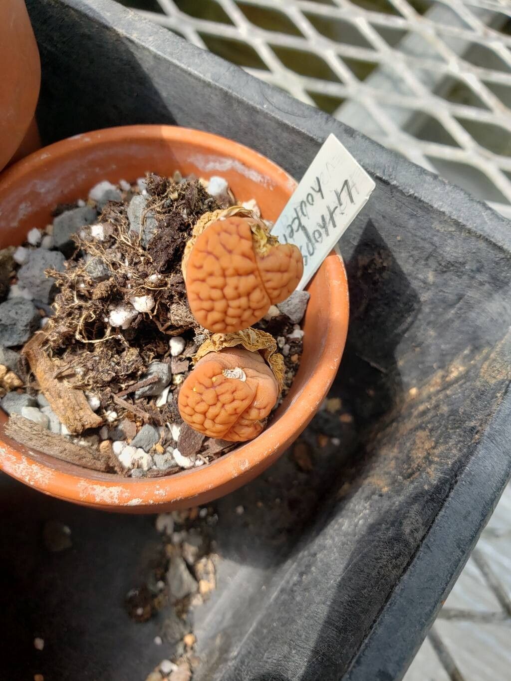 Lithops hookeri — search result for 'Lithops'