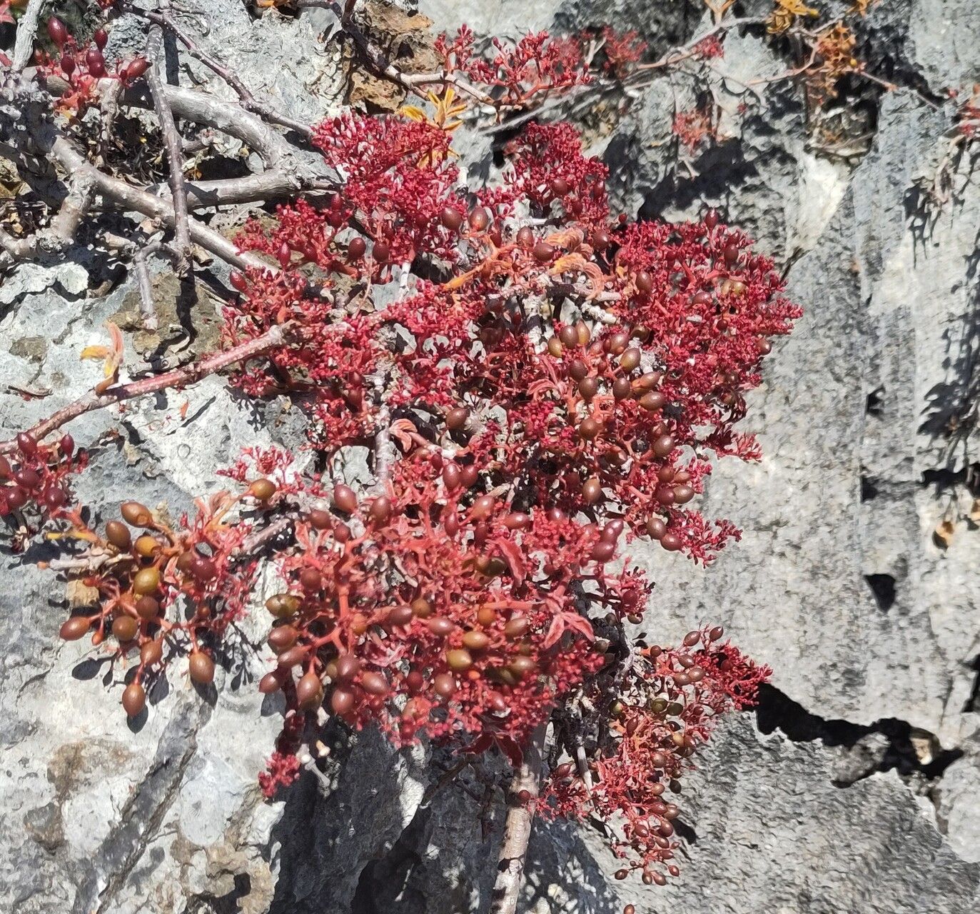 Cyphostemma calcarium habit