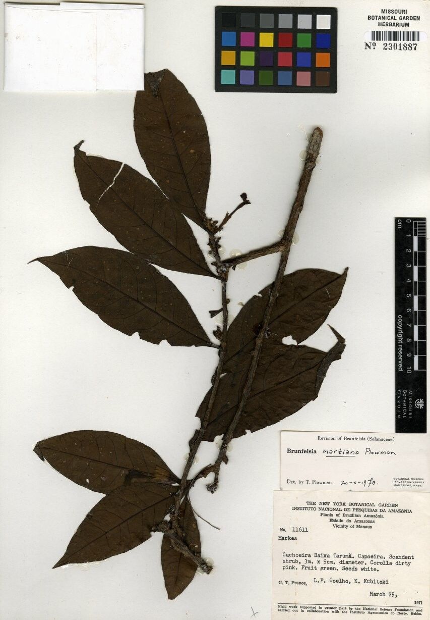 Brunfelsia martiana — houseplant care guide