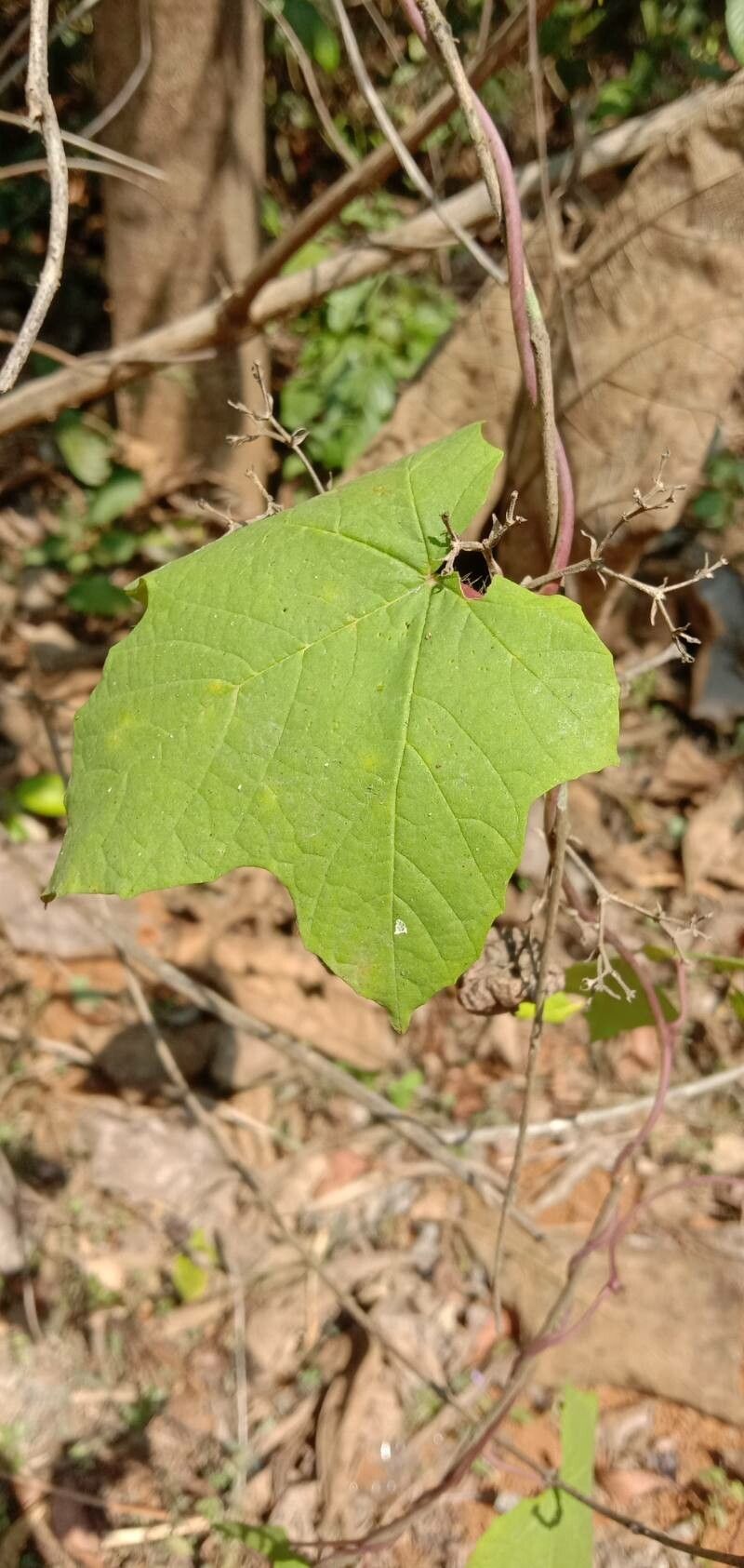 Camonea vitifolia — related species from the same genus