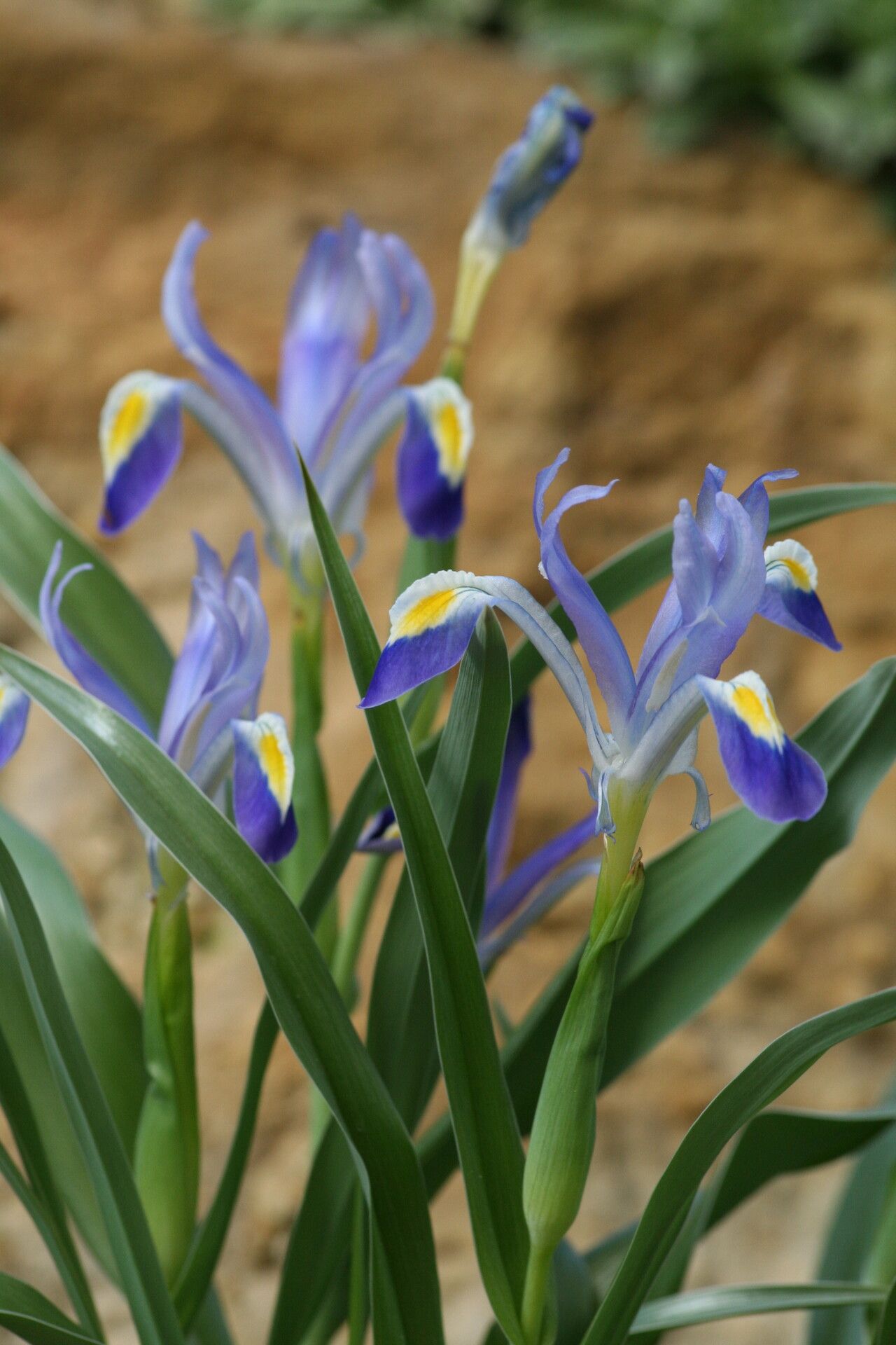 Iris warleyensis — houseplant care guide