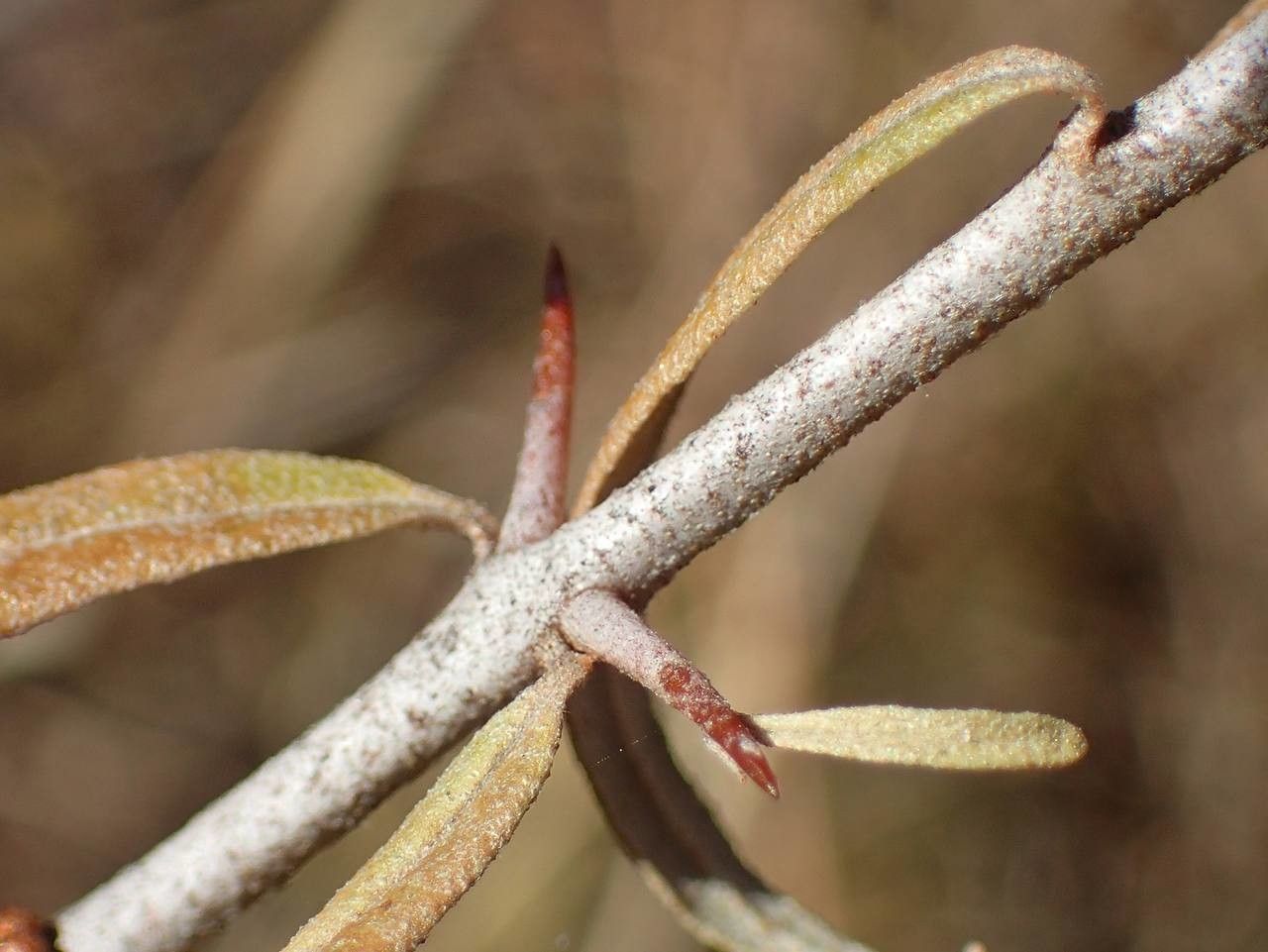 Elaeagnus rhamnoides bark