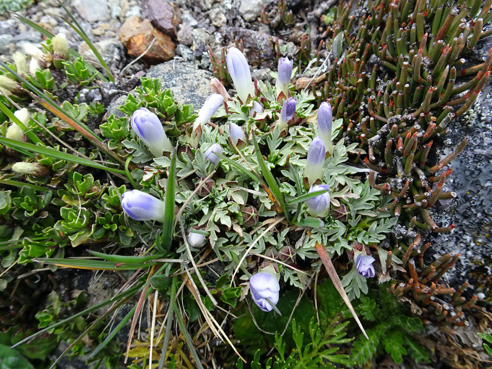 Nototriche pinnata flower
