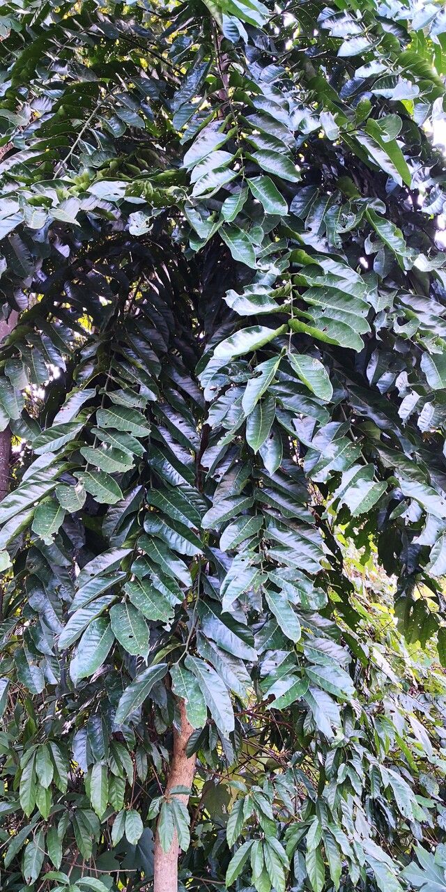 Dysoxylum lenticellatum habit