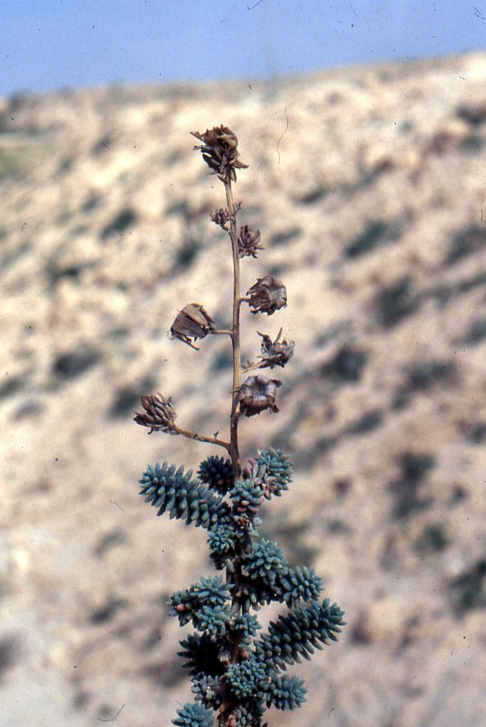 Reaumuria vermiculata other