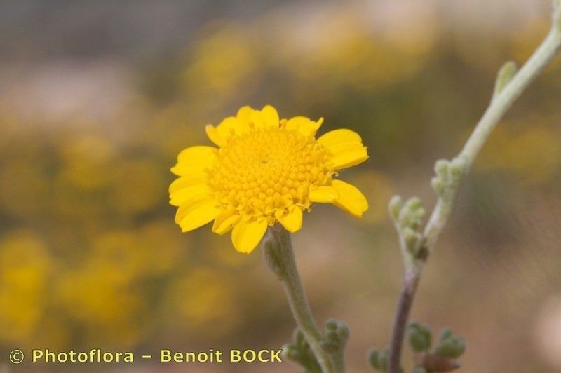 Anthemis chrysantha flower