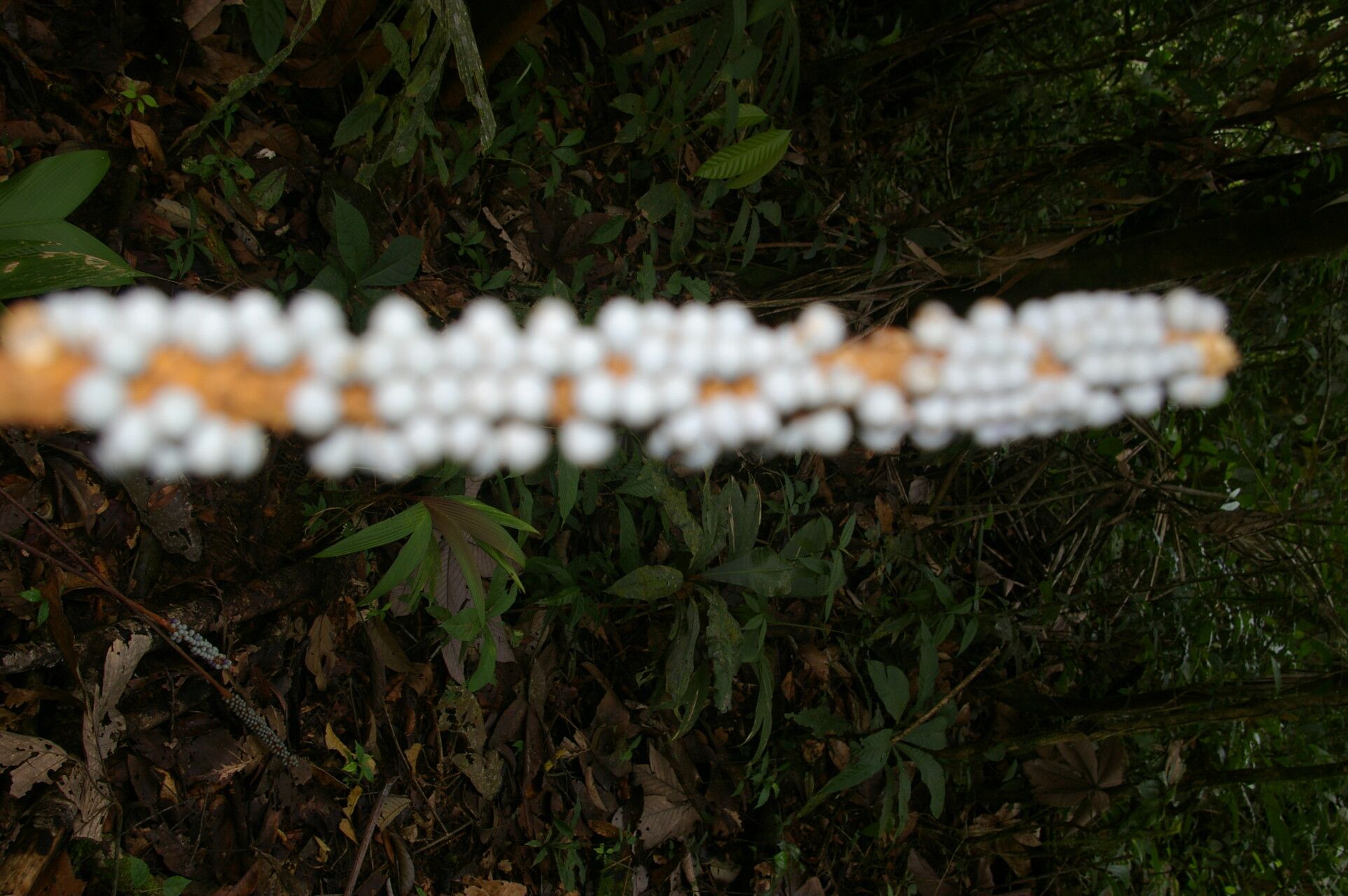 Calyptrogyne trichostachys flower