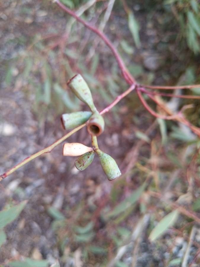 Eucalyptus microcarpa fruit