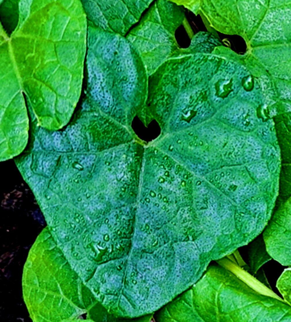 Trichosanthes costata — related species from the same genus