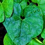 Trichosanthes costata