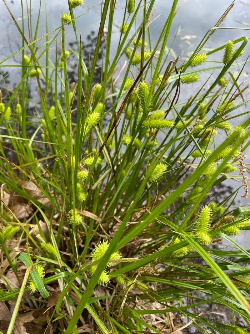 Carex hystericina flower