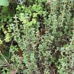 Thymus carnosus