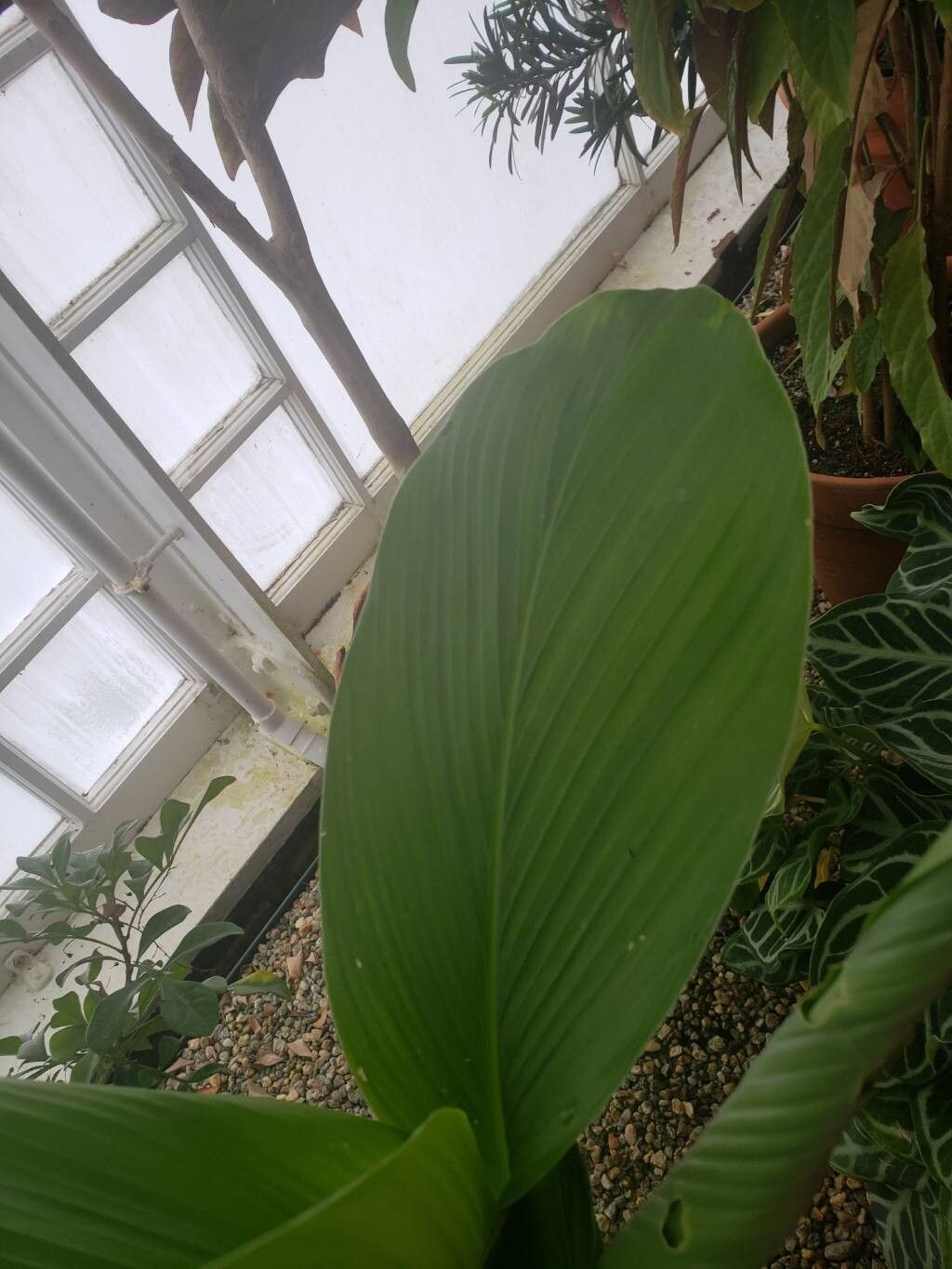 Curcuma petiolata — search result for 'Curcuma'