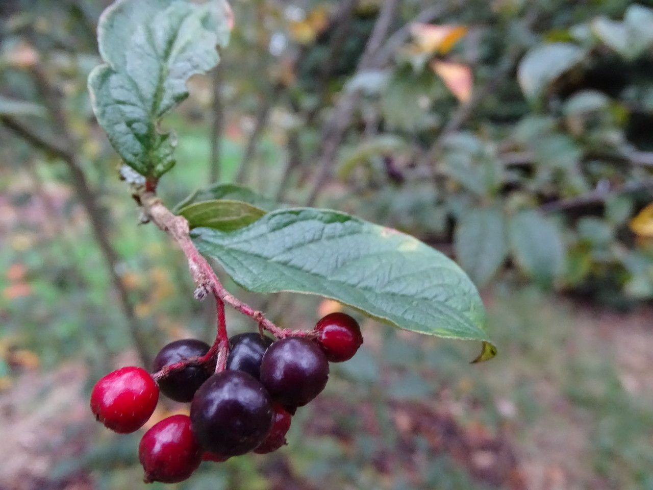 Cotoneaster moupinensis fruit