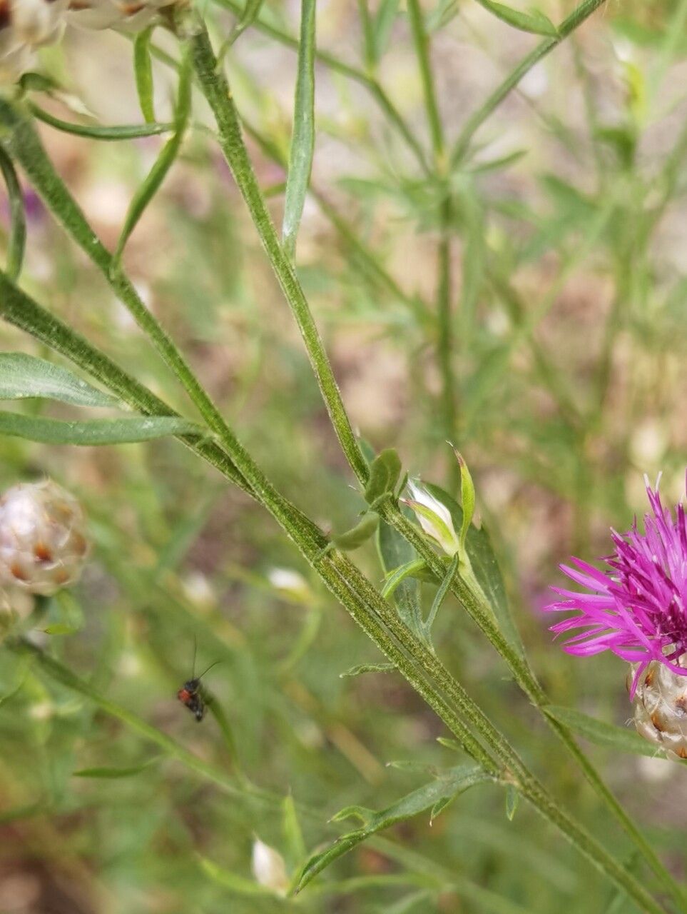 Centaurea deusta other