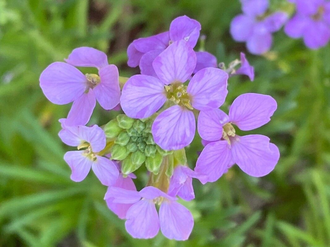 Erysimum arbuscula flower