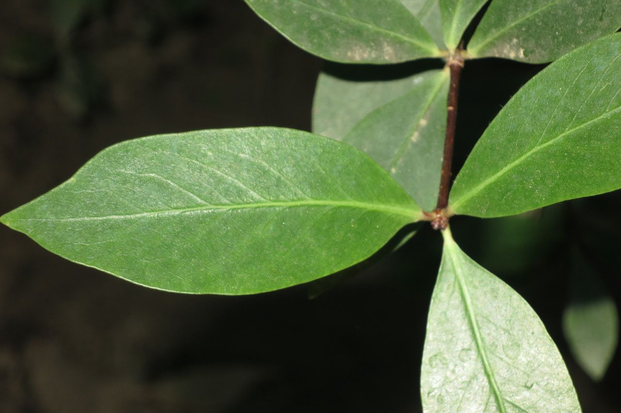 Pittosporum cornifolium — search result for 'Pittosporum'