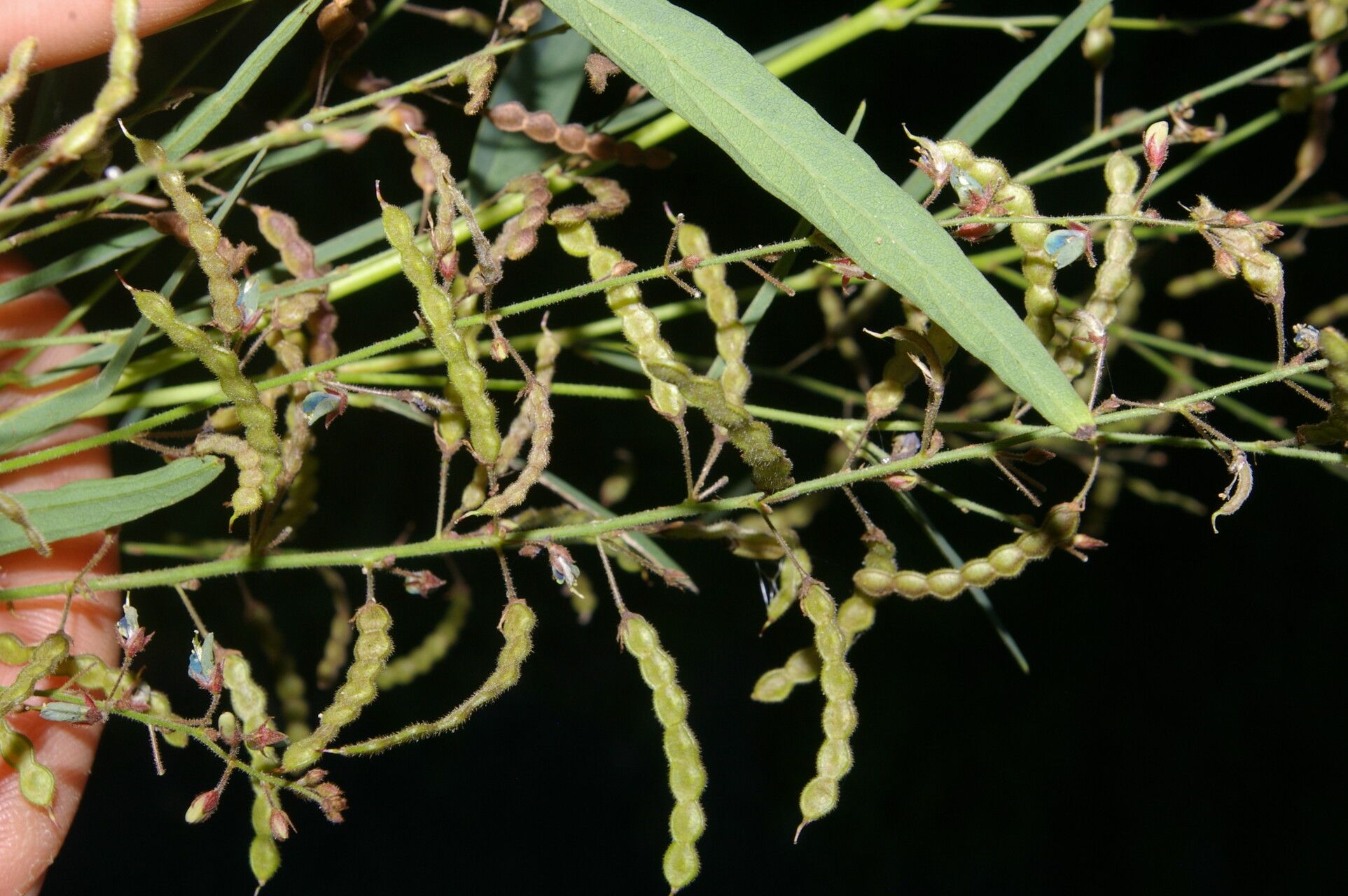 Desmodium angustifolium fruit