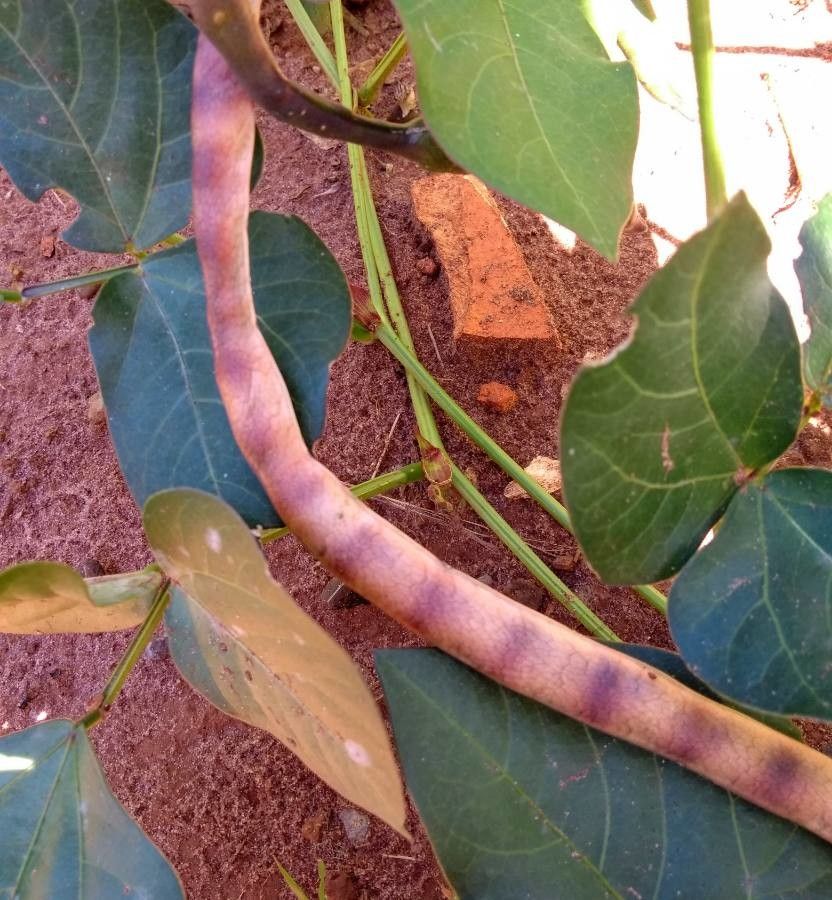 Vigna unguiculata fruit