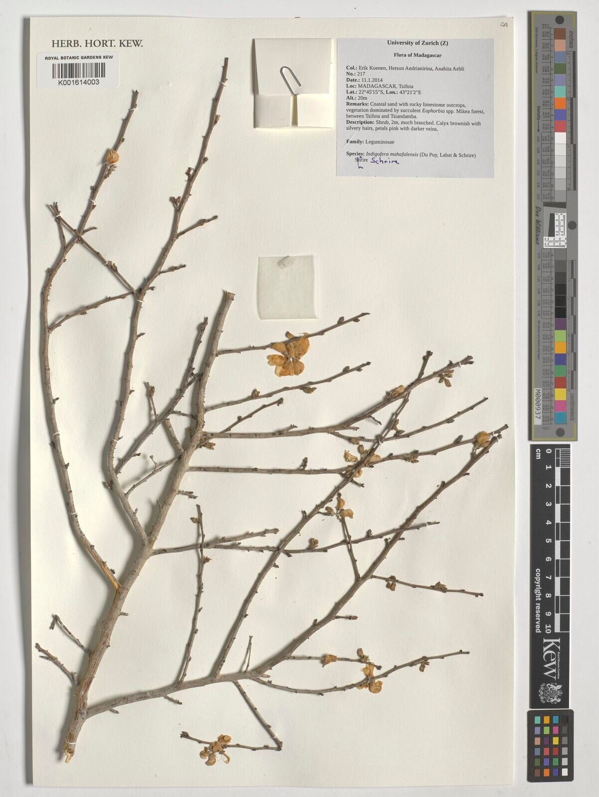 Indigofera mahafalensis — search result for 'Indigofera'