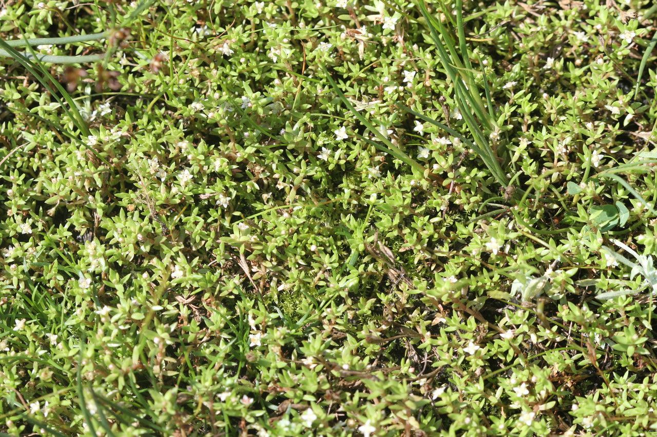 Crassula helmsii flower