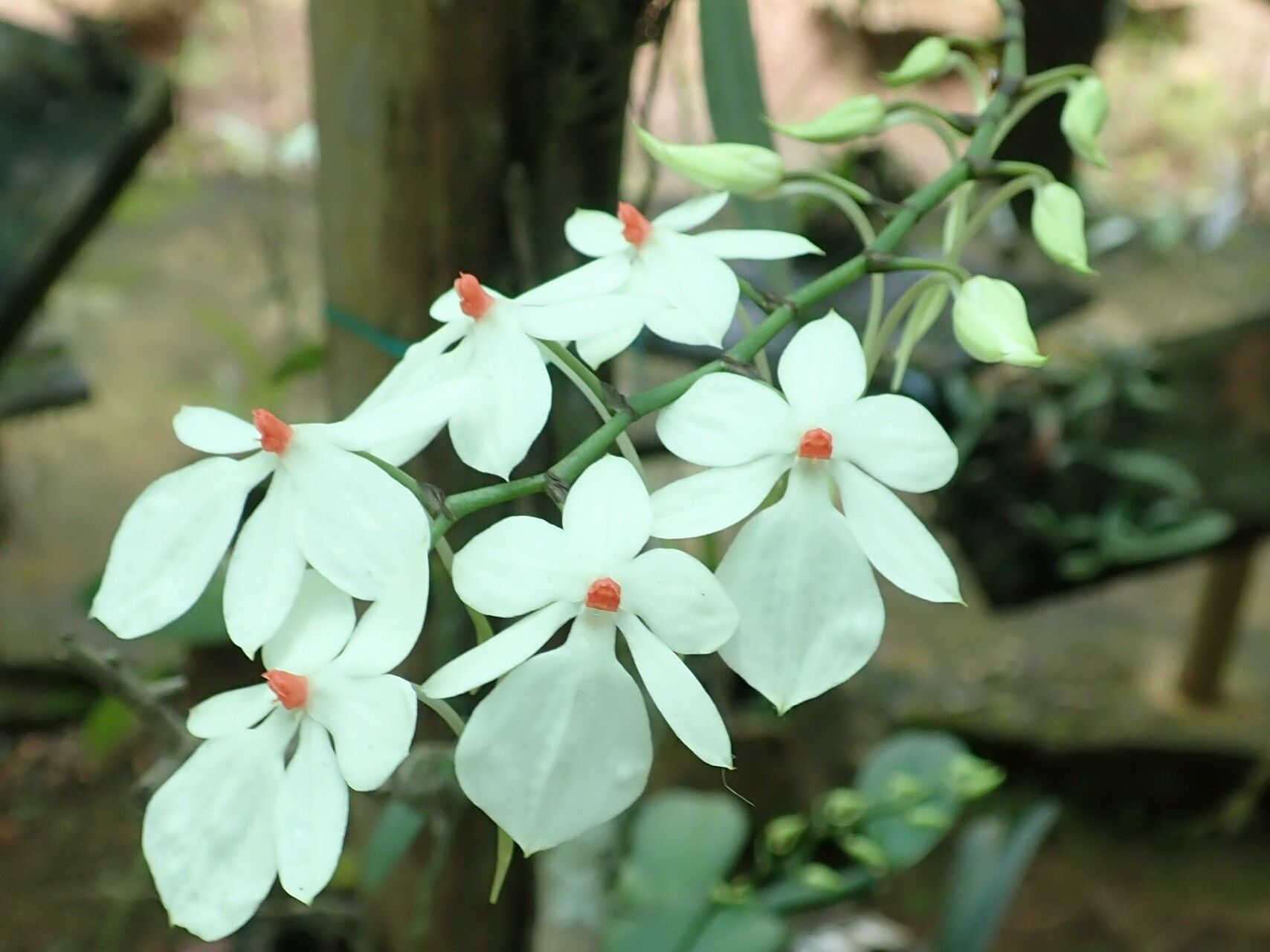 Aerangis luteoalba — search result for 'Aerangis'