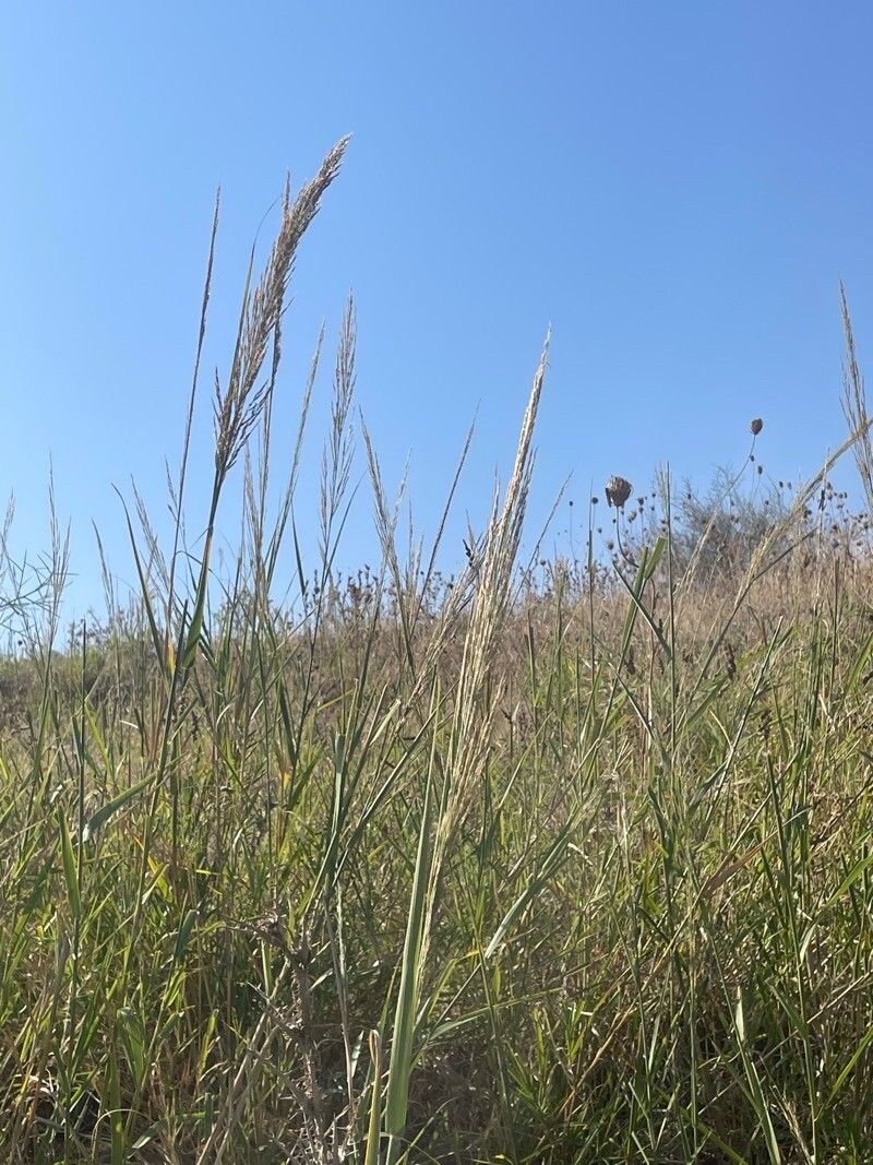 Arundo plinii flower