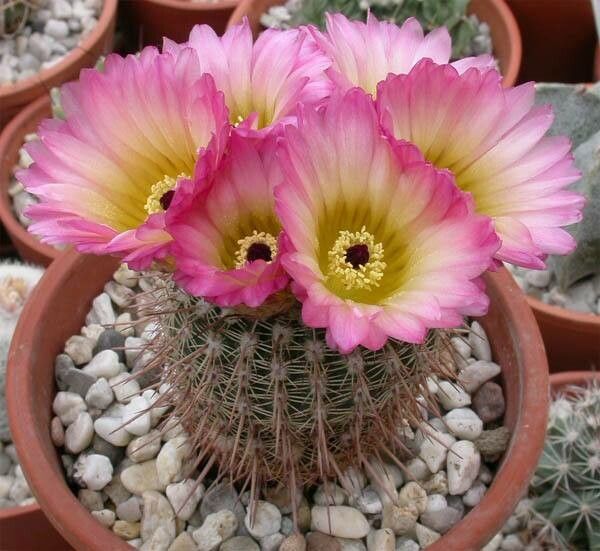 Parodia mueller-melchersii flower