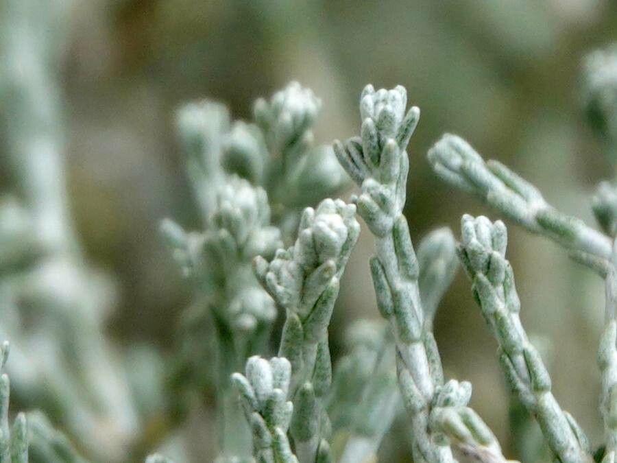 Seriphium passerinoides — houseplant care guide