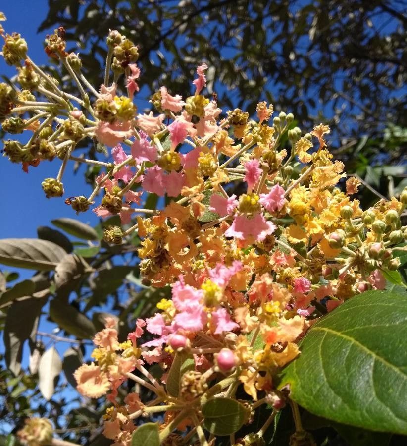 Banisteriopsis caapi flower