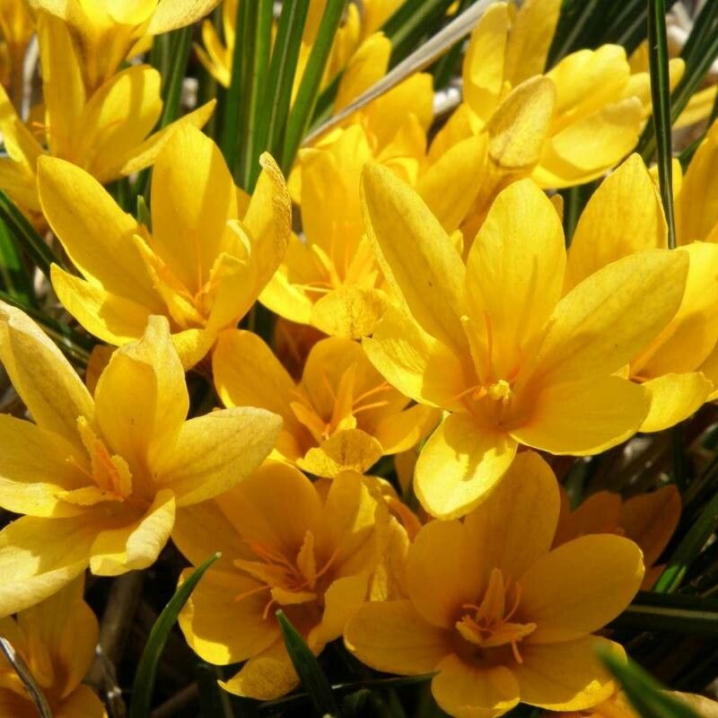 Crocus vitellinus — houseplant care guide