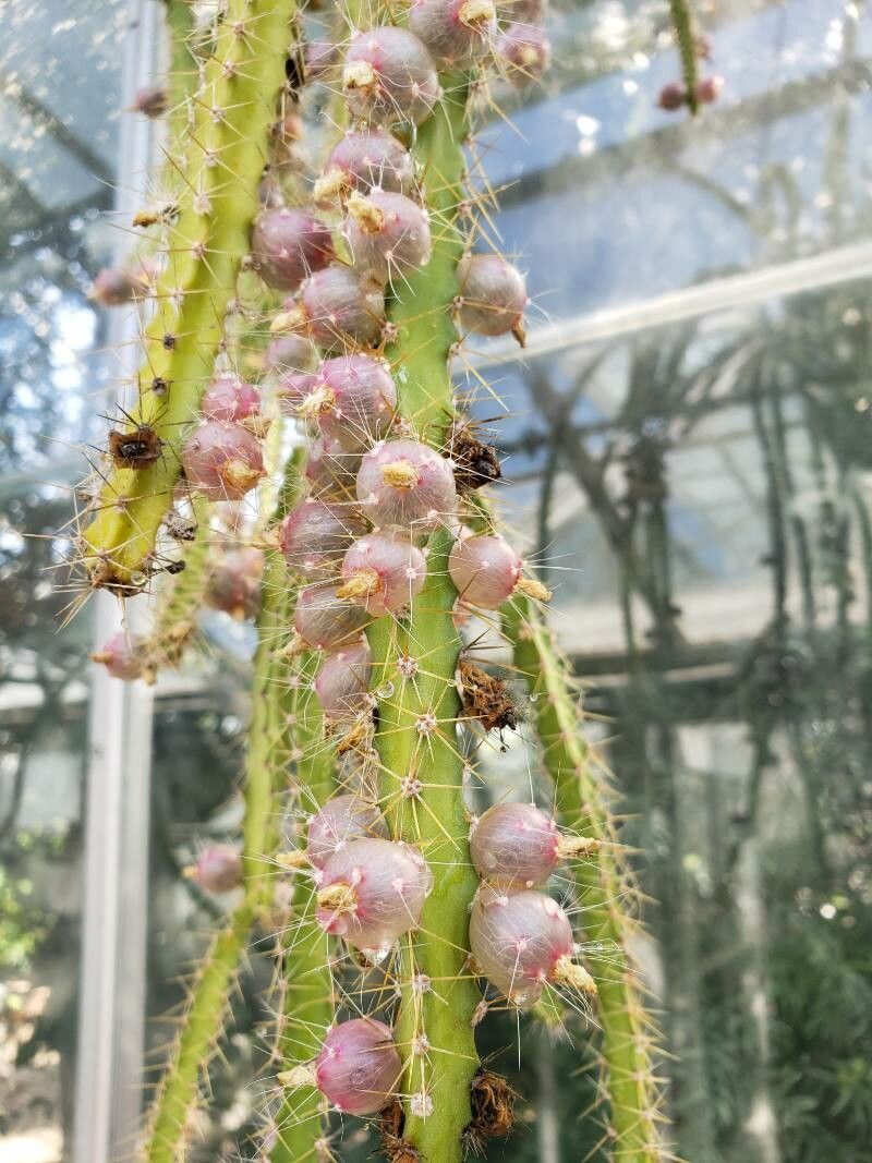 Pfeiffera ianthothele fruit