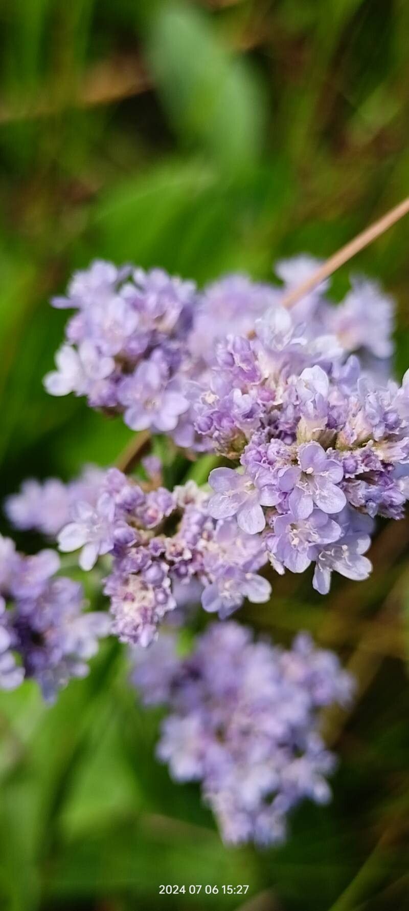 Limonium tomentellum flower