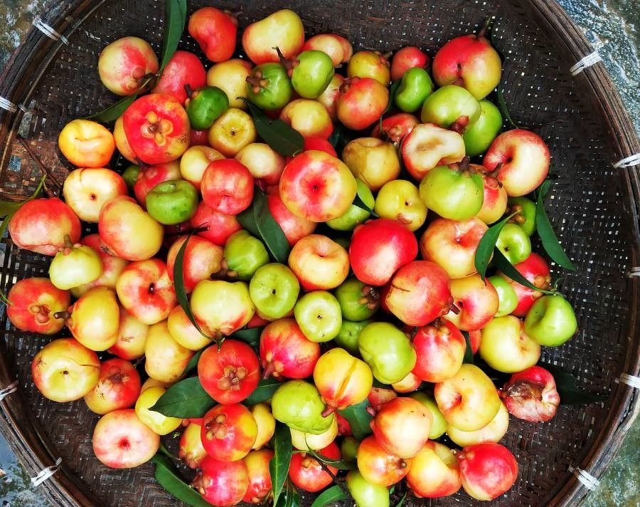 Garcinia lanceifolia — search result for 'Bangladesh'