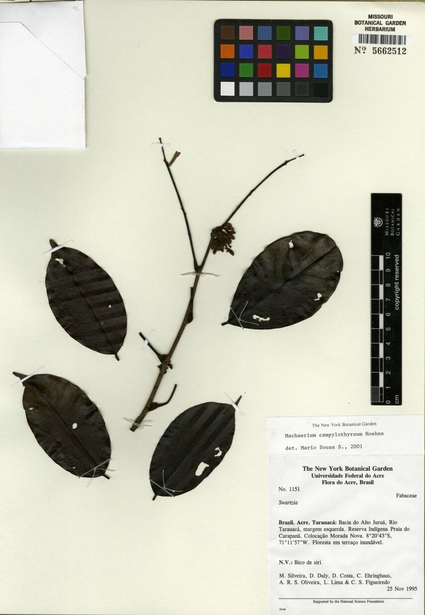 Machaerium inundatum — houseplant care guide