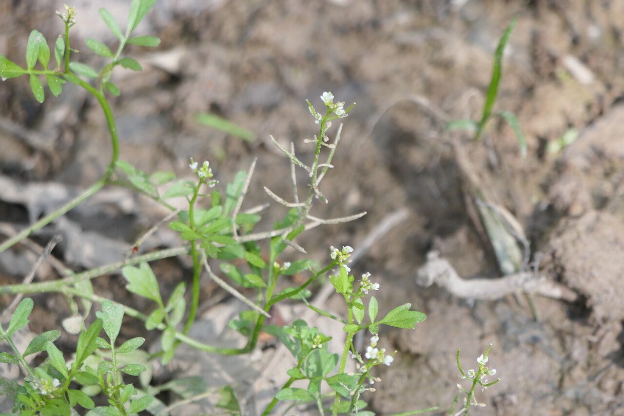 Cardamine pensylvanica bark