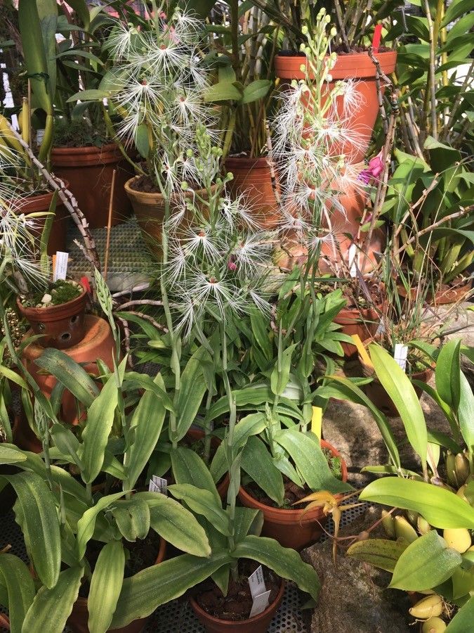 Habenaria medusa habit