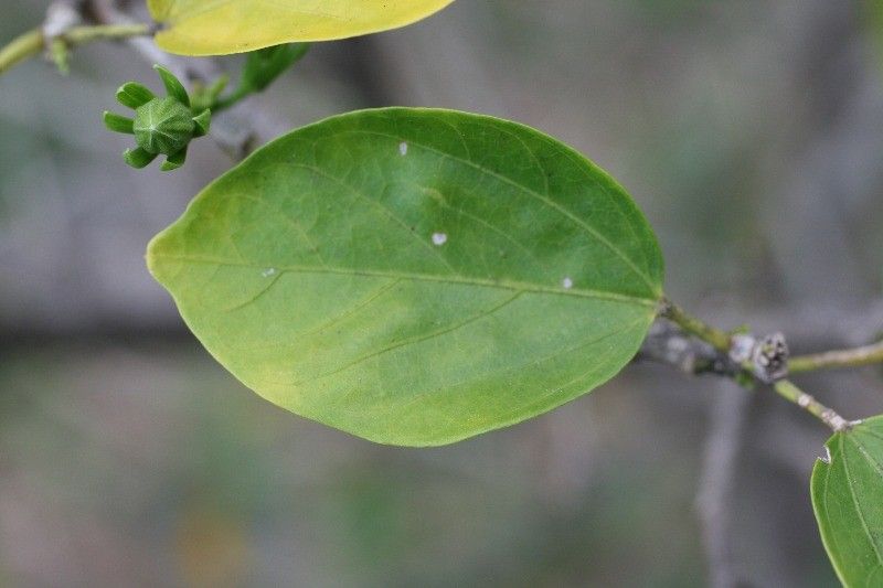 Hibiscus boryanus leaf