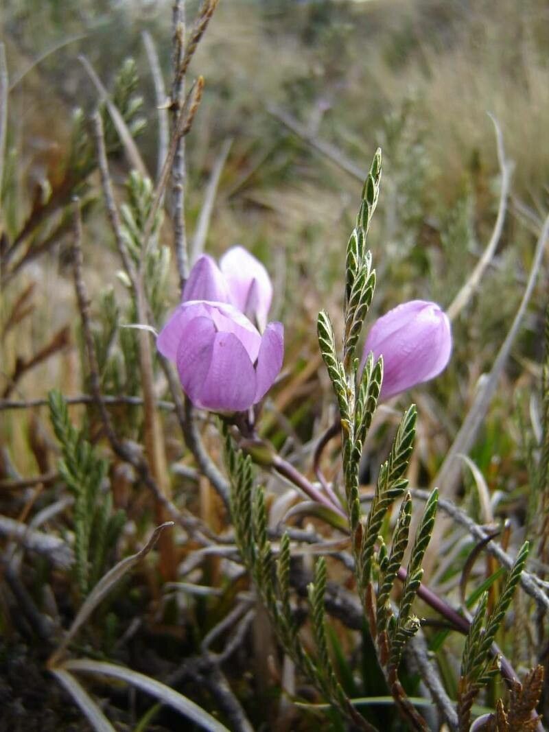 Calochortus splendens flower