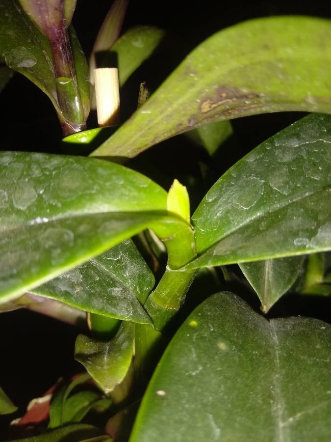 Rhyncholaelia digbyana habit