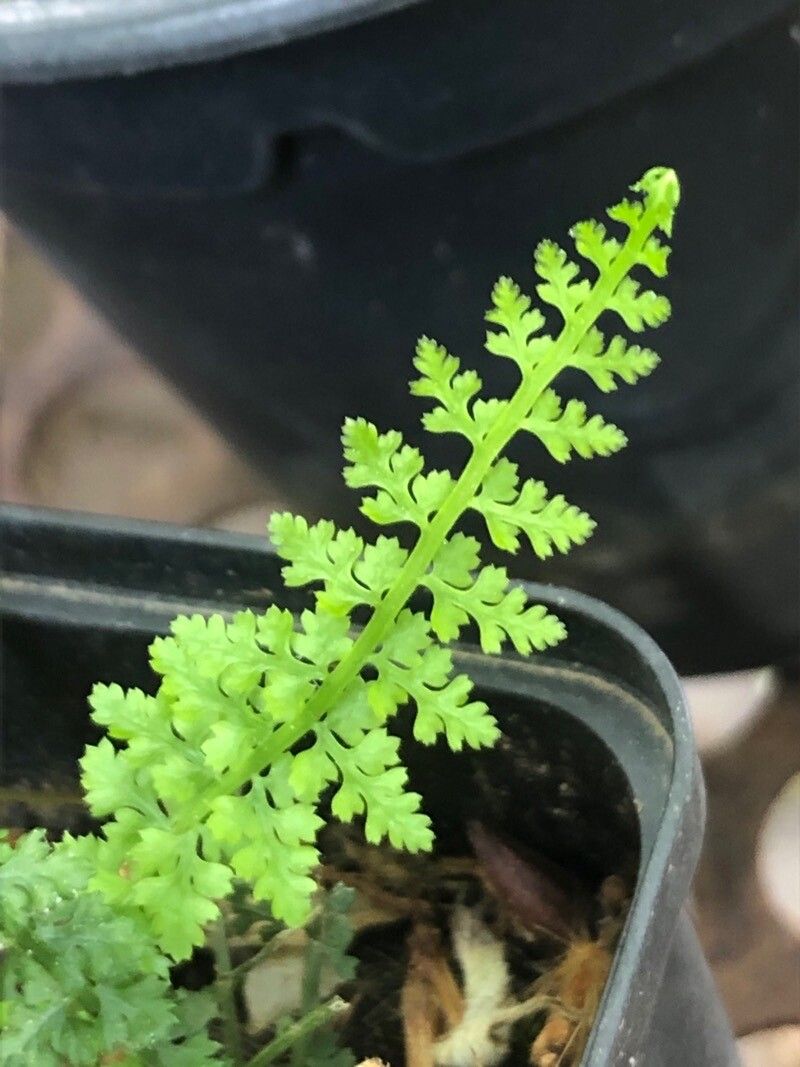 Asplenium fontanum leaf