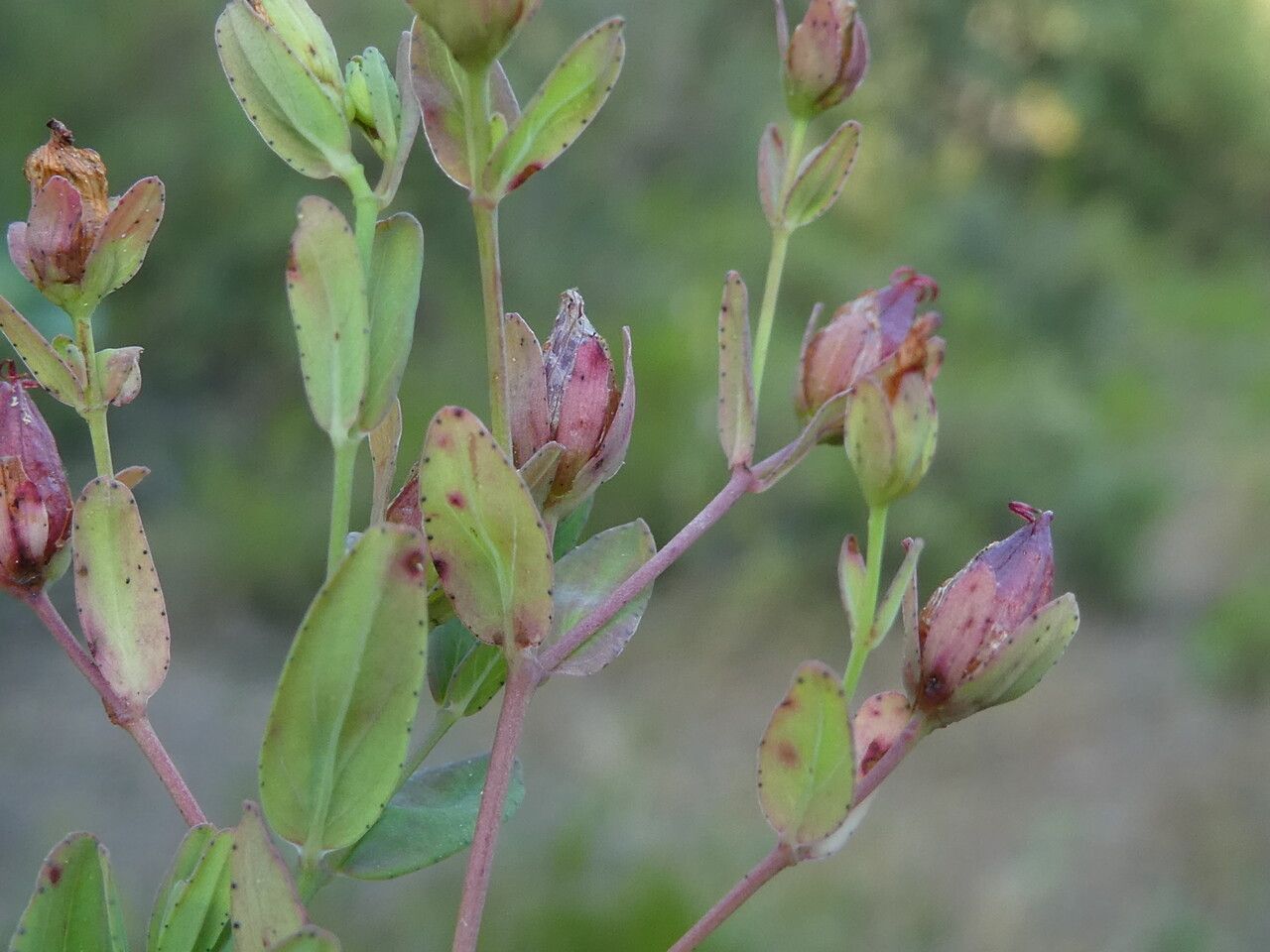 Hypericum humifusum fruit