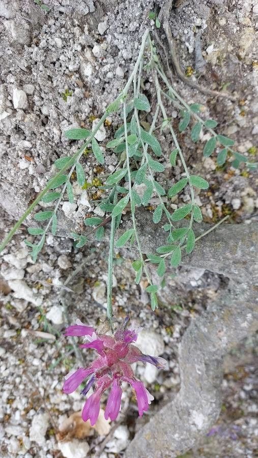 Astragalus vesicarius leaf