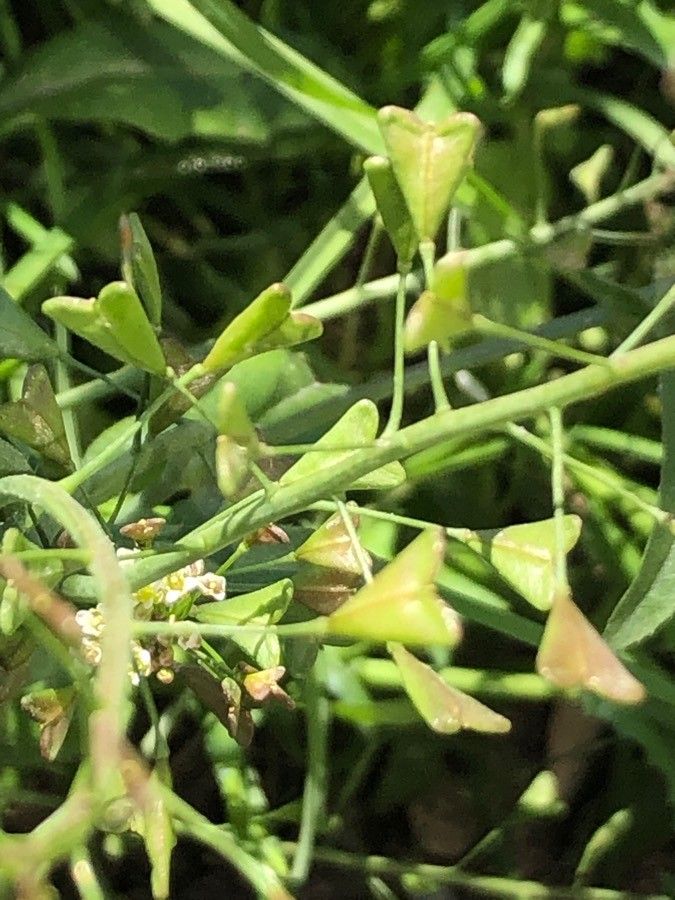 Lepidium hirtum leaf