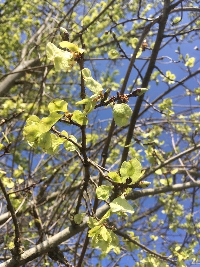 Combretum imberbe leaf