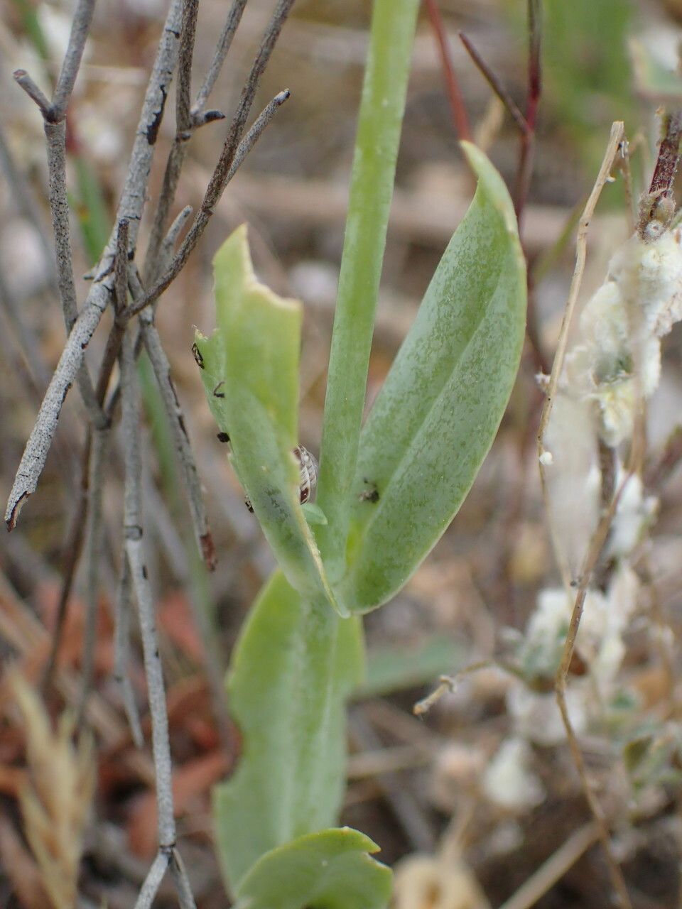Blackstonia imperfoliata — related species from the same genus