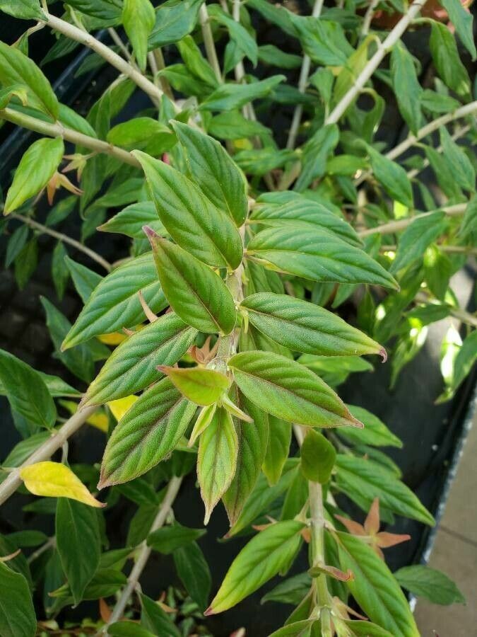 Columnea schiedeana — search result for 'Columnea'